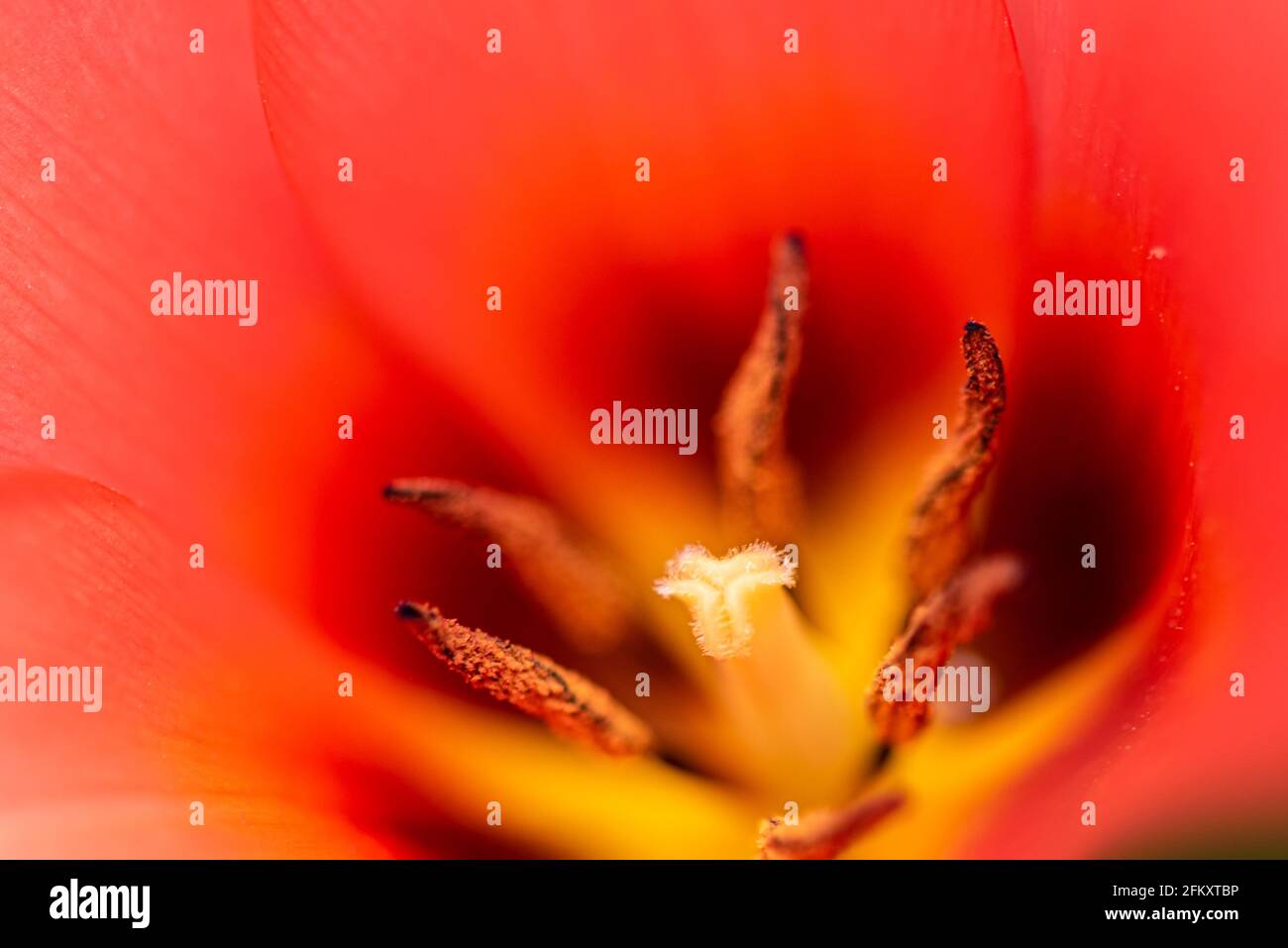 Tulipa - Tulipano centro vicino i. Aprile 2021 Foto Stock
