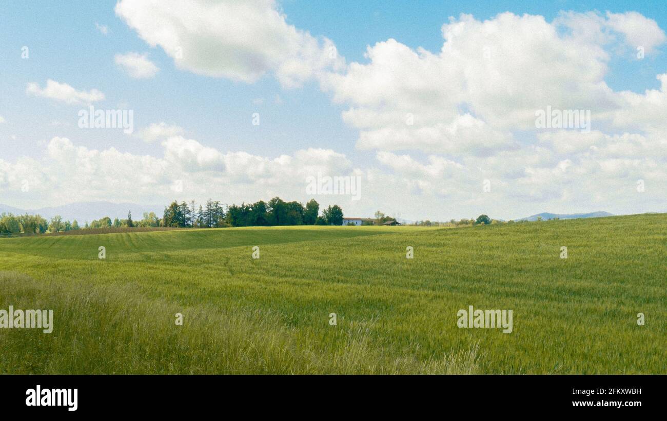 Un campo verde in primavera ispira le nostre menti e riscalda i nostri spiriti Foto Stock