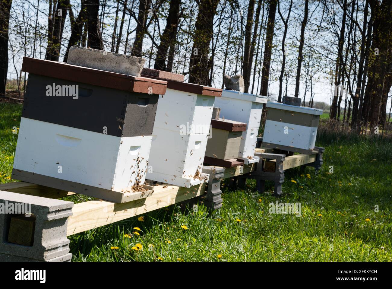 Cinque alveari con Honey Bees Flying Foto Stock