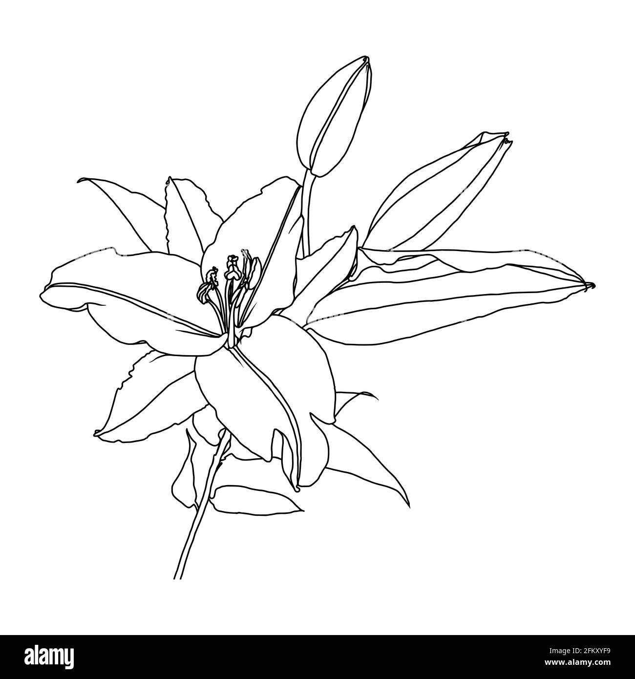 Disegno lineare realistico di lilly flower con foglie e boccioli, grafica nera su sfondo bianco, moderno elemento di arte digitale per il design. Illustrazione Vettoriale