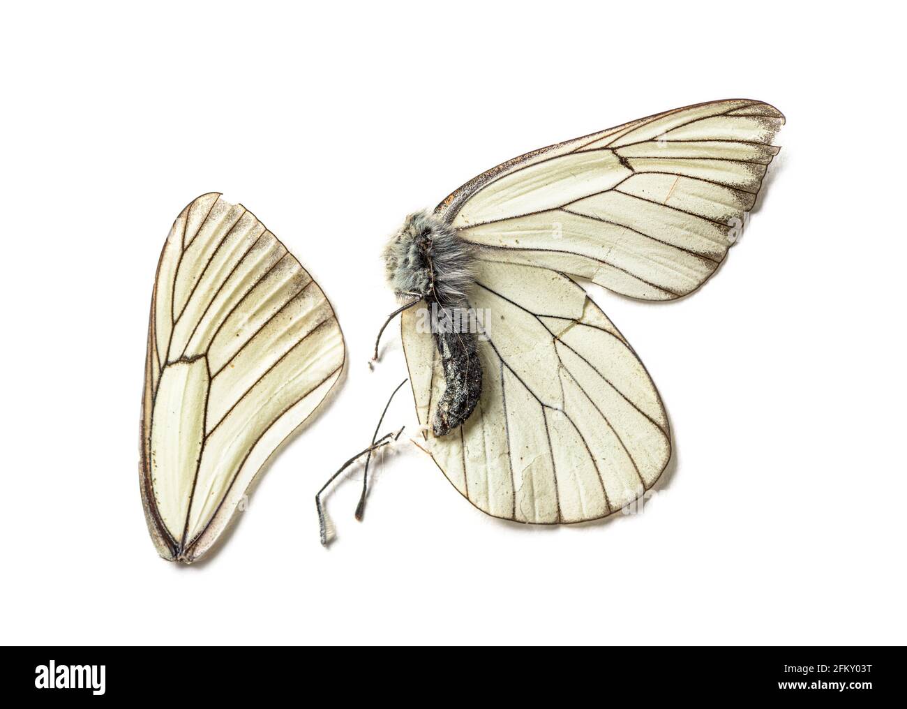 Farfalla nera e bianca morta in stato di decomposizione Foto Stock