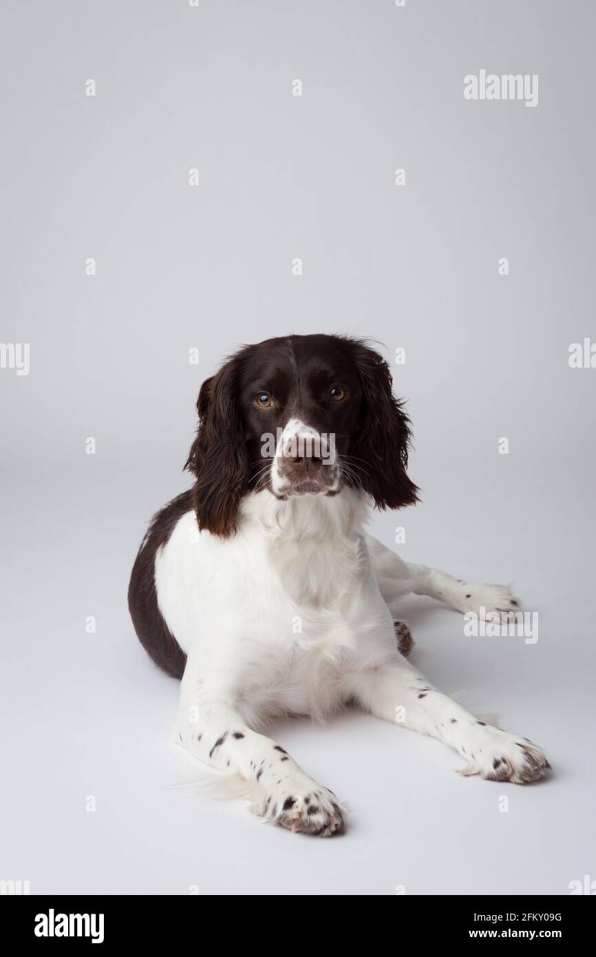 Spaniel dello springer bianco e fegato su sfondo bianco Foto Stock