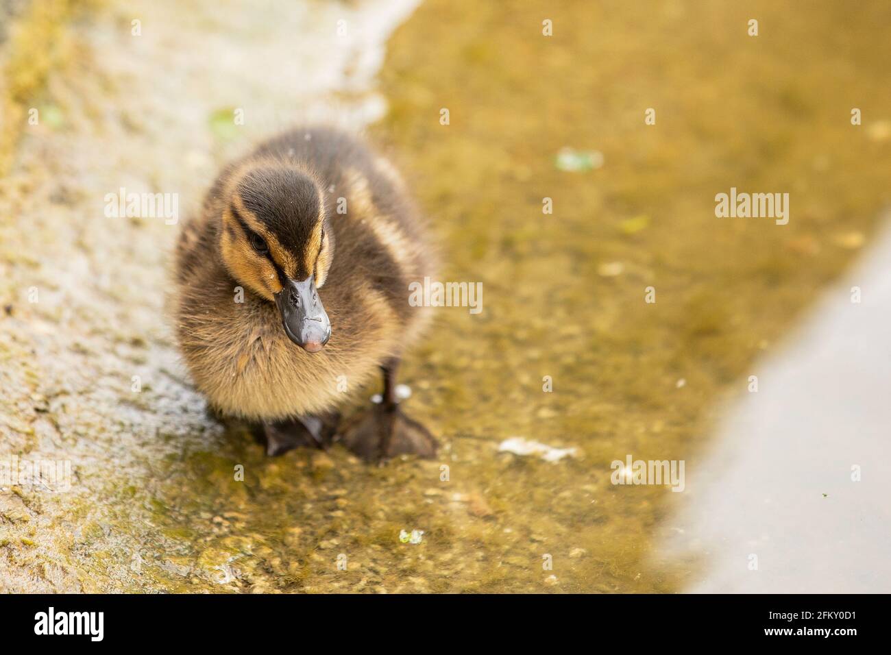 Piccolo anatra accanto al lato dell'acqua di uno stagno. Foto Stock
