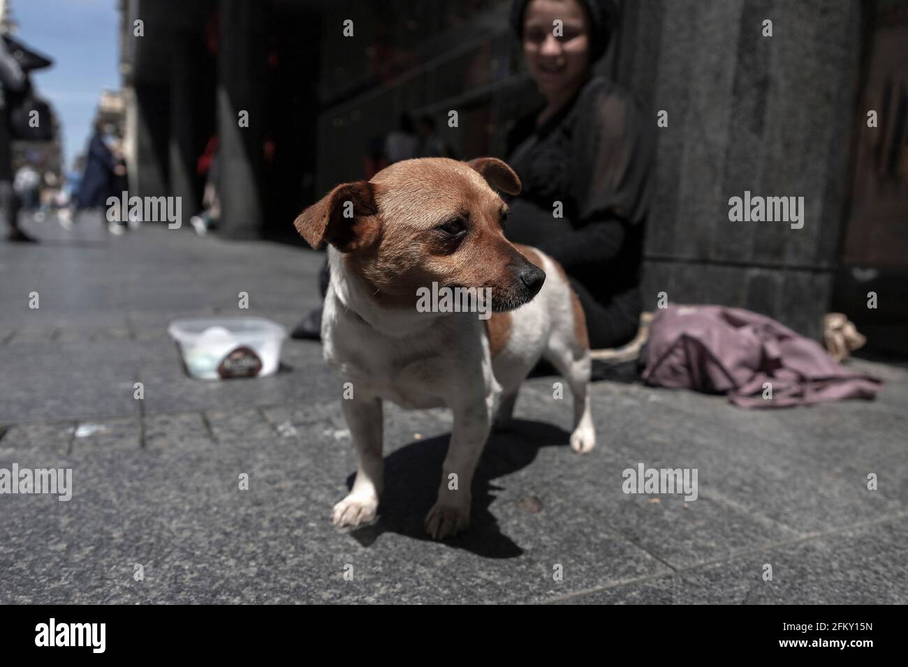 Serbia, Apr 29, 2021: Un simpatico cane aiuta una giovane donna incinta a pregare in via Knez Mihailova a Belgrado / un piccolo assistente fedele Foto Stock