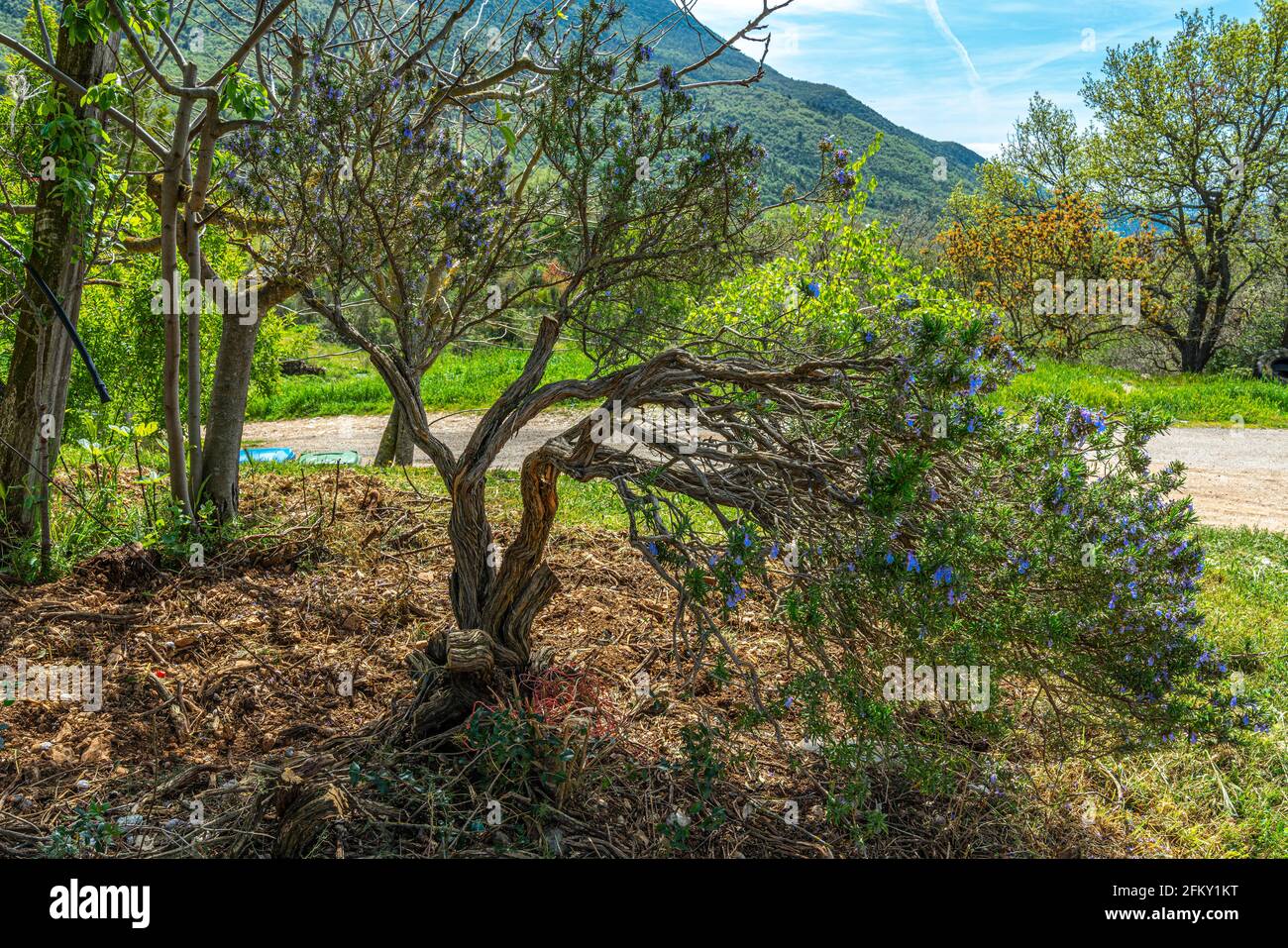 Pianta di rosmarino molto vecchia in fiore. Abruzzo, Italia, Europa Foto Stock