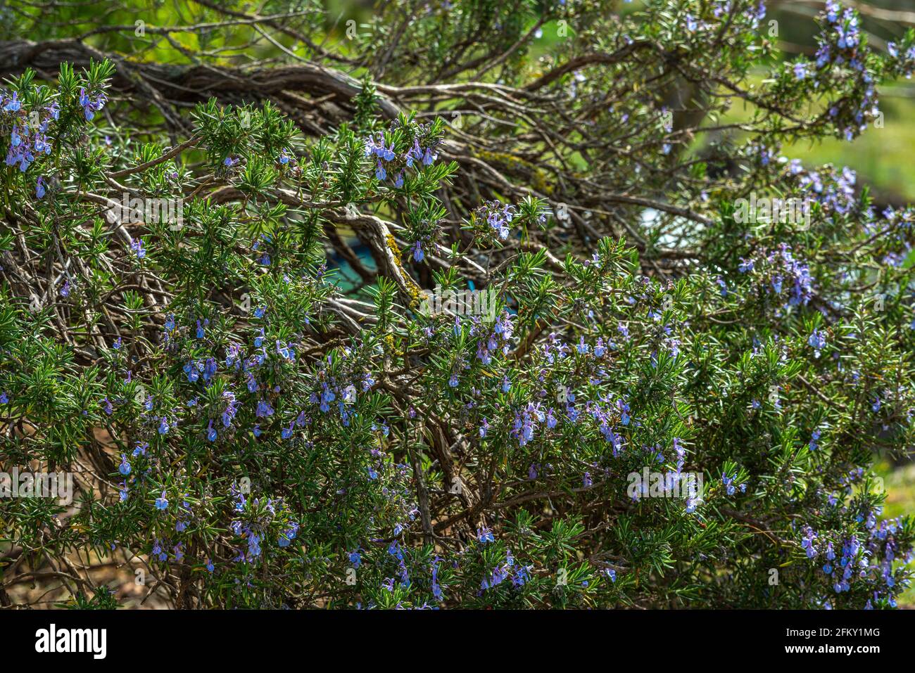Dettaglio di una pianta di rosmarino in fiore. Abruzzo, Italia, europa Foto Stock