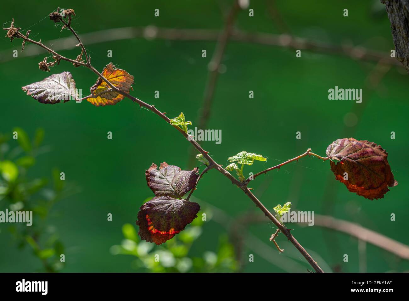 Bramble con vecchie foglie marroni e giovani rami verdi. Abruzzo, Italia, Europa Foto Stock