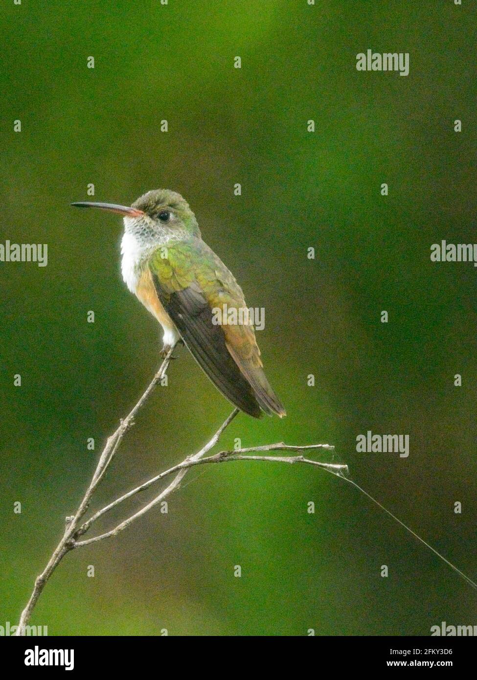 Closeup di Hummingbird verde (Trochilidae) che siede sul ramo Vilcabamba, Ecuador. Foto Stock