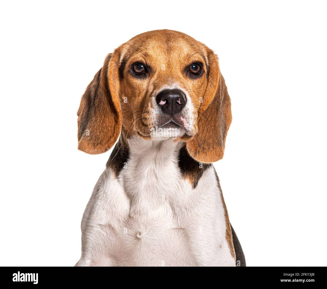 Beagle Head shot, isolato su bianco Foto Stock