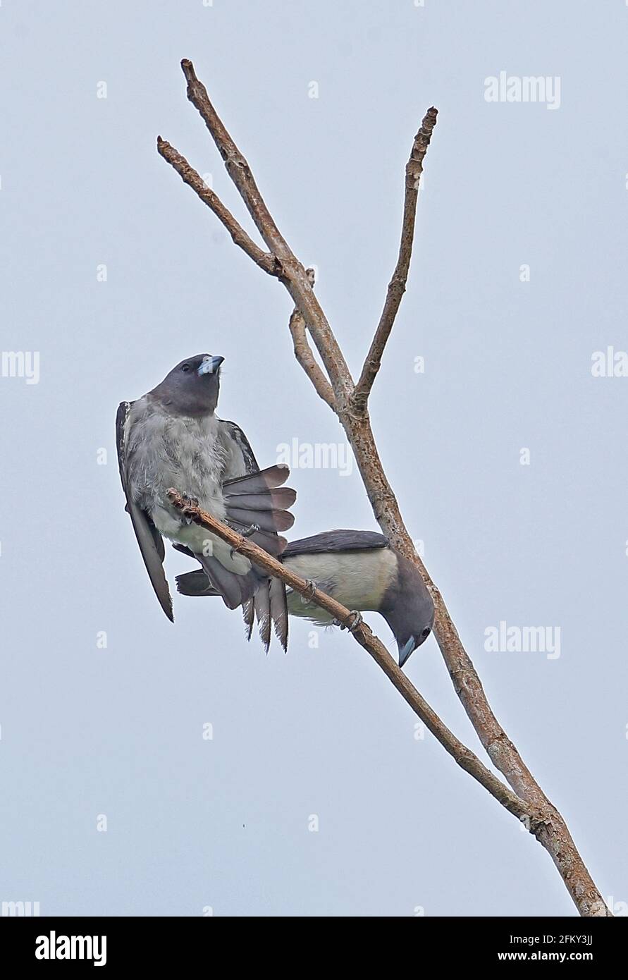 Woodswallow di razza bianca (Artamus leucorynchus amydrus) due adulti arroccati su un albero morto, uno stretching modo Kambas NP, Sumatra, Indonesia JU Foto Stock