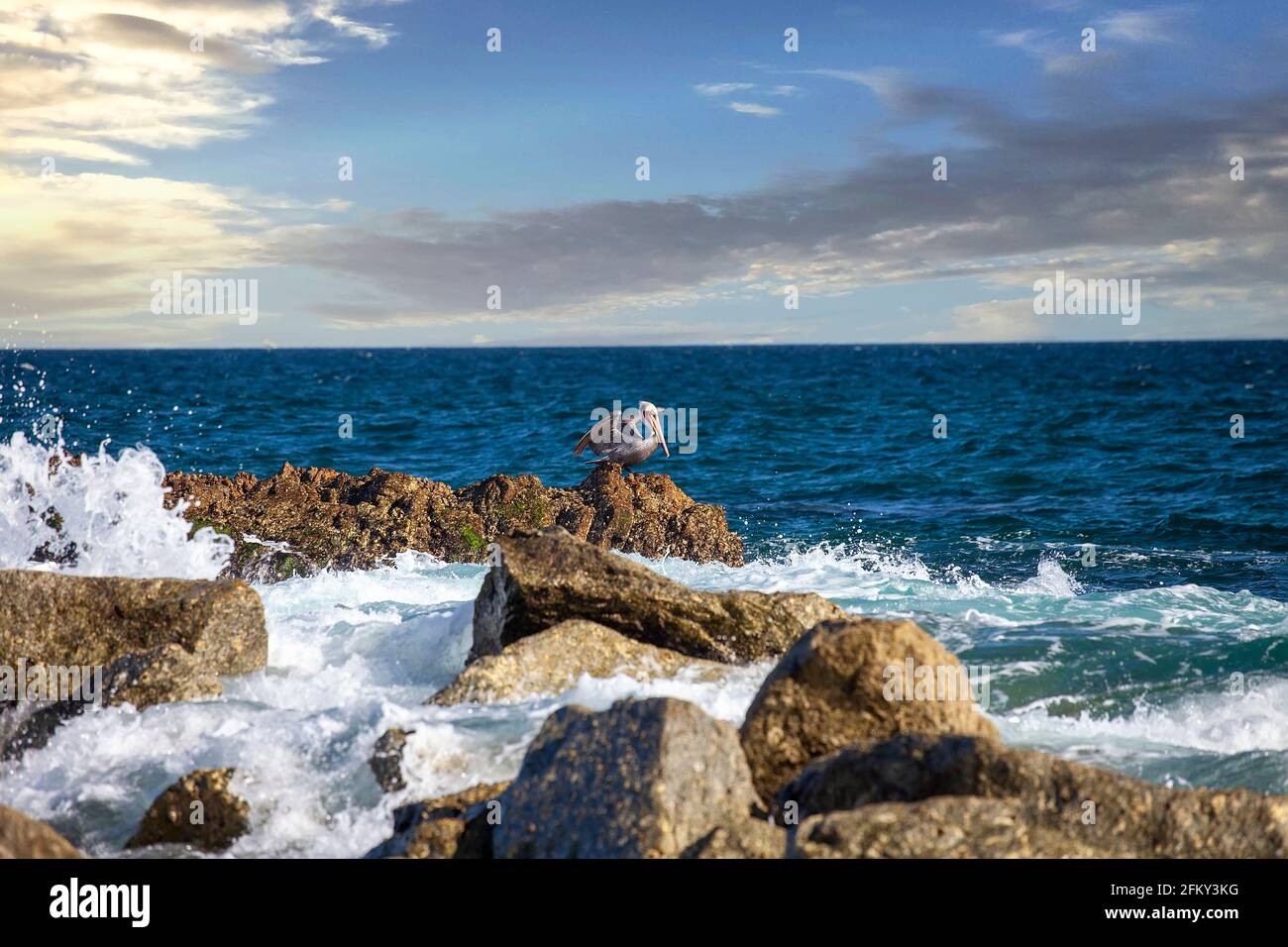 Pelican riposa sulla costa frastagliata del Mare di Cortez a Los Cabos, Messico Foto Stock