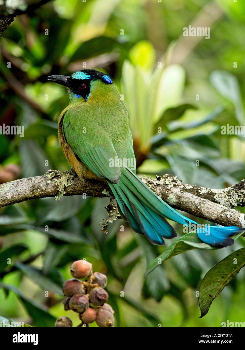 Ritratto closeup di Motmot (Momotus momota) coronato da blu con coda colorata seduta nell'albero di Vilcabamba, Ecuador. Foto Stock