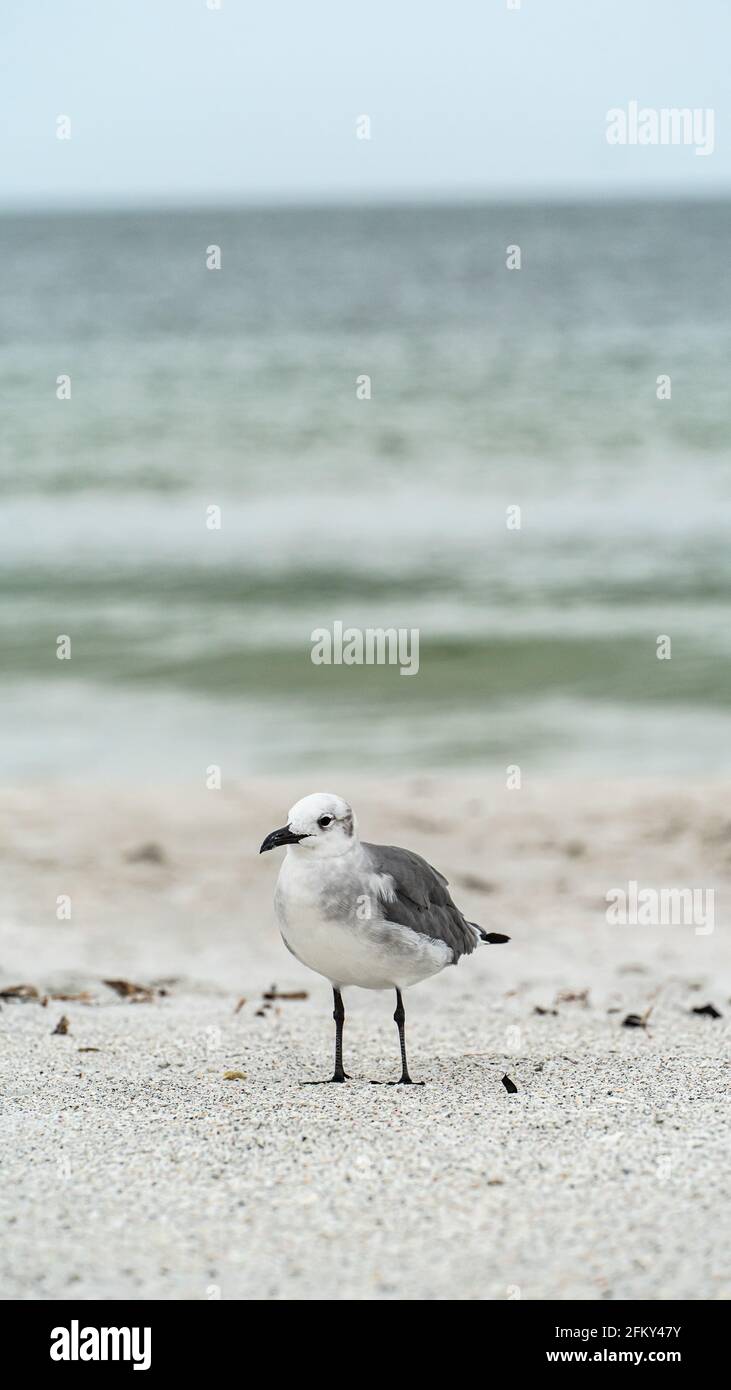 Gull ridente in piedi sulla cima di una spiaggia di sabbia vicino su lungo la riva Foto Stock