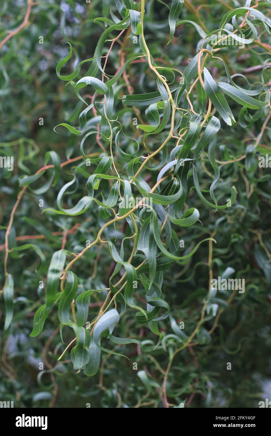 Foglie di un Corkscrew Willow Tree Foto Stock