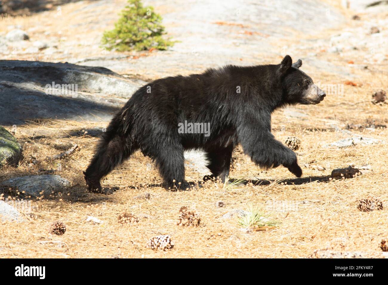 Orso nero, Ursus americana, adulto, identificazione delle etichette auricolari, Parco Nazionale Sequoia, Sierra Nevada, Contea di Tulare, California Foto Stock