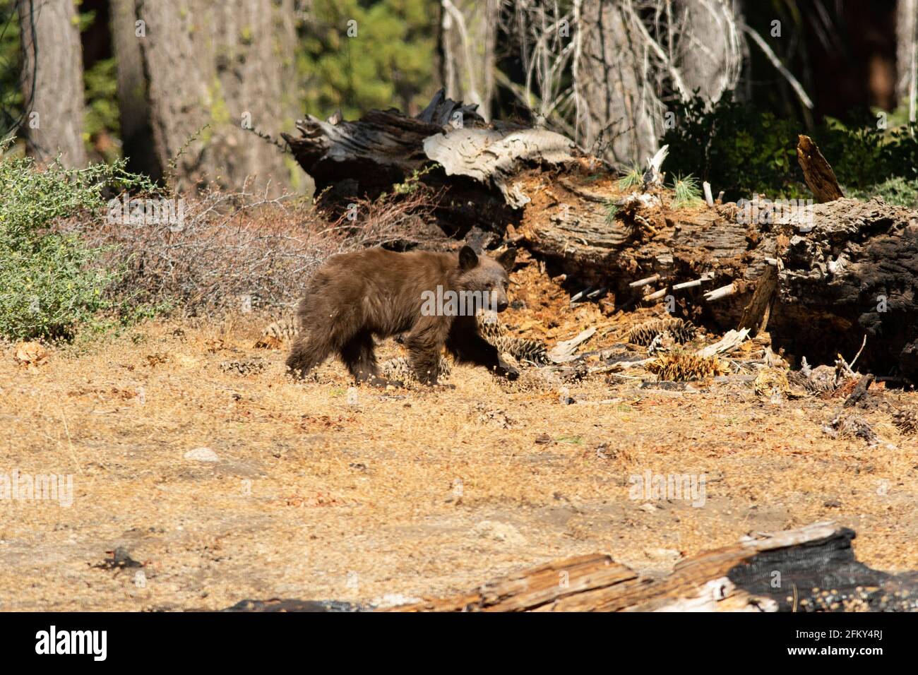 Black Bear Cub - cannella fase colore, Ursus americana, Sequoia National Park, Sierra Nevada habitat foresta, Tulare County, California Foto Stock