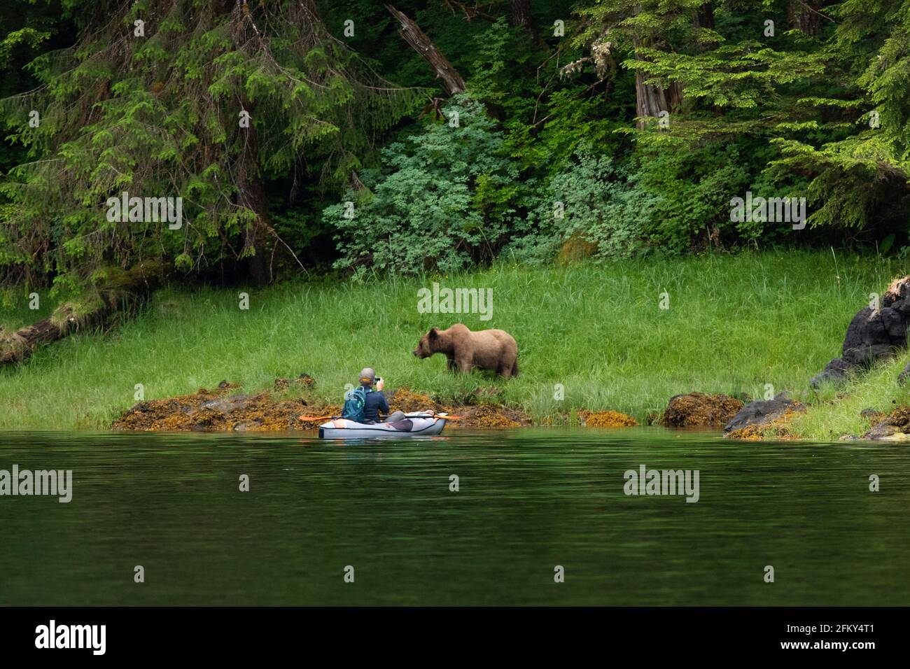 L'orso Kodiak incontra il fotografo, Ursus middendorfii, Misty Fjords National Monument, Inland Passage, Alaska Foto Stock