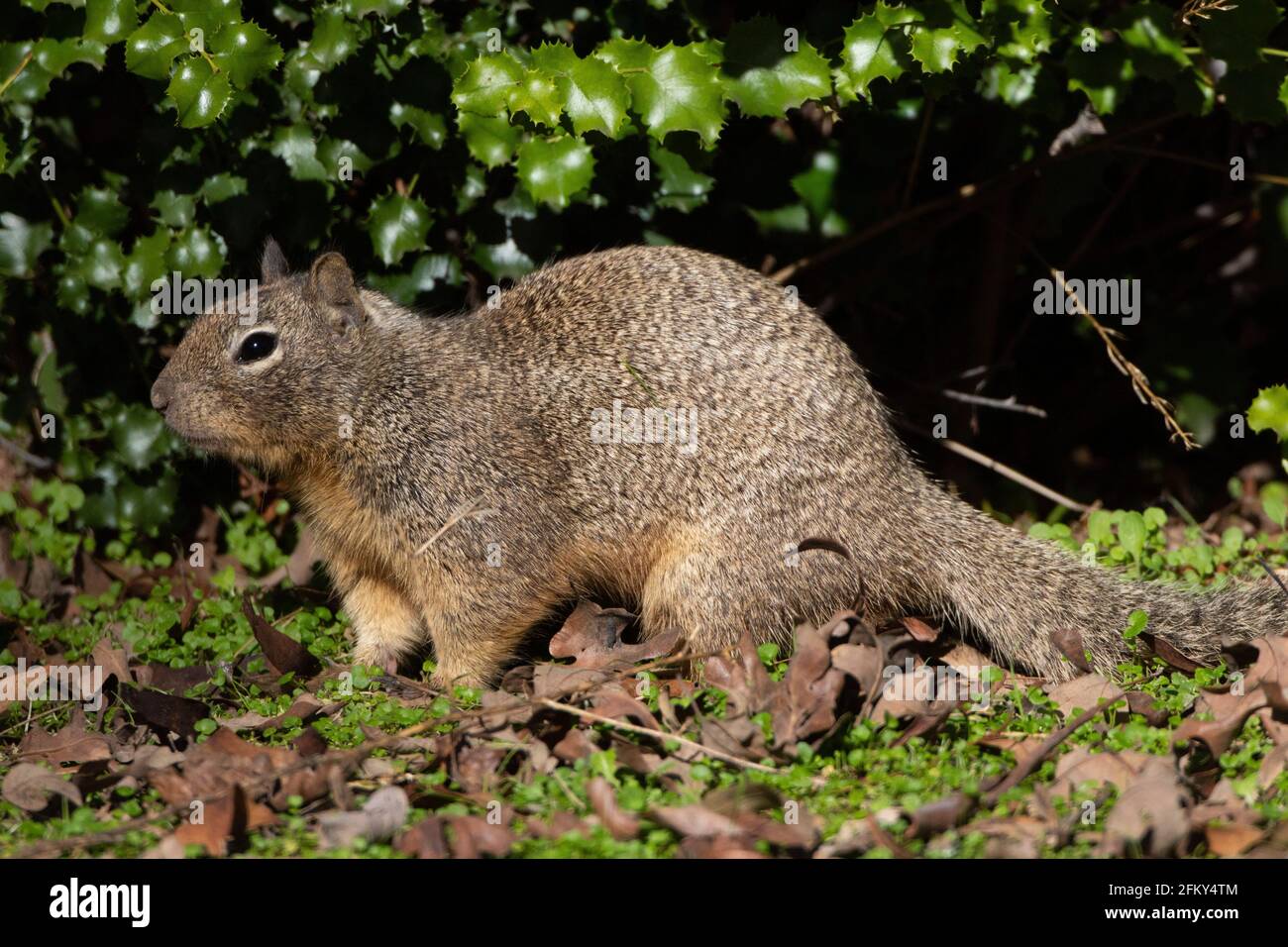 California Ground Squirrel, Citellus beecheyi, coloniale, distruttivo, San Joaquin Valley, Merced County, California Foto Stock