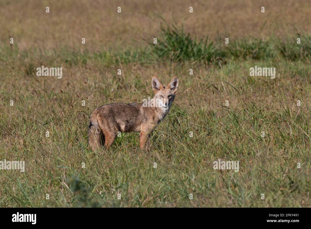 Coyote curioso, latrani di Canis, ambiente di prateria, predatore, mammifero da pelliccia, San Joaquin Valley, contea di Stanislaus, California Foto Stock