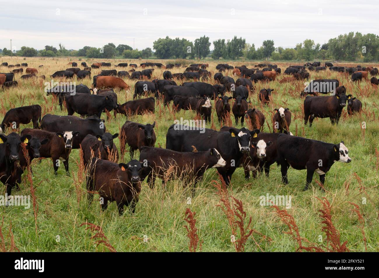 Mandria di bovini da manzo Angus-Hereford, contea di Stanislaus, San Joaquin Valley, California, nutrita con erba, biologico, commerciale, ranch privato, pascolo irrigato, Foto Stock