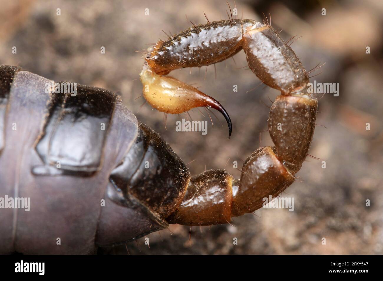 Sting di Heterometrus xanthopus, Sting, Venom, Lonand, Satara, Maharashtra, India Foto Stock