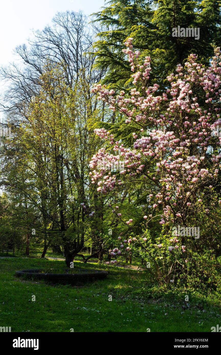 Fiore Magnolia soulangiana albero in primavera, Giardino Botanico, Sopron, Ungheria Foto Stock