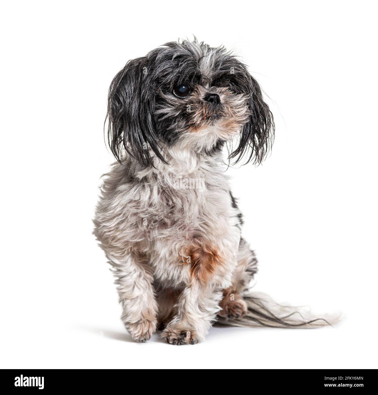 Vecchio, sporco e Shaggy Shih Tzu cane, isolato Foto Stock