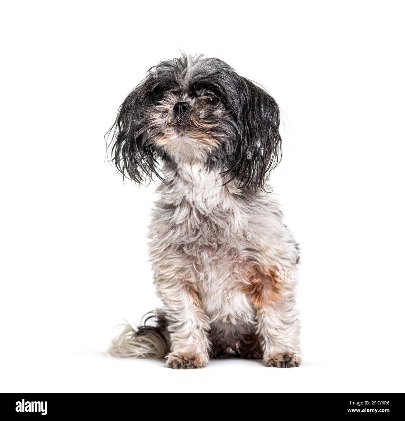 Vecchio, sporco e Shaggy Shih Tzu cane, isolato Foto Stock