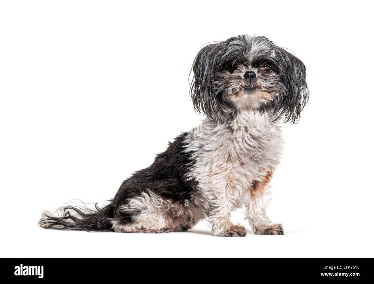 Vecchio, sporco e Shaggy Shih Tzu cane, isolato Foto Stock