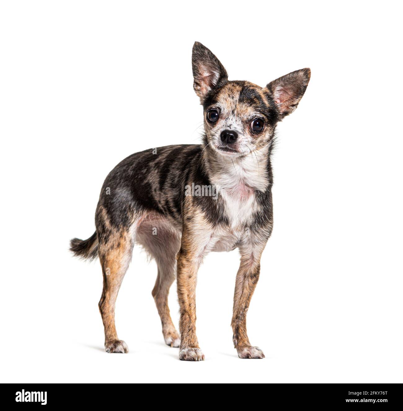 merle rosso Chihuahua isolato su bianco Foto Stock