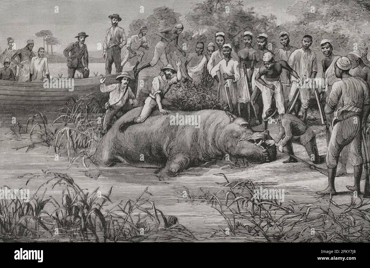 Storia dell'Africa. 19 ° secolo. ... Mad con gioia, Albert si addellisce al corpo dell'animale. Fu uno degli equipaggi danesi della baleniera Albion che, insieme agli scozzesi, trainò la carcassa di un ippopotamo fino alla spiaggia per smembro e approfittare della carne. Incisione. El Congo y la Creacion del Estado Independiente de este nombre. Historia de los Trabajos y Exploraciones Verificados (il Congo e la fondazione del suo Stato libero. A Story of Work and Exploration), di Henry M. Stanley. A cura di Barcellona, ca.1890. Spagna. Foto Stock