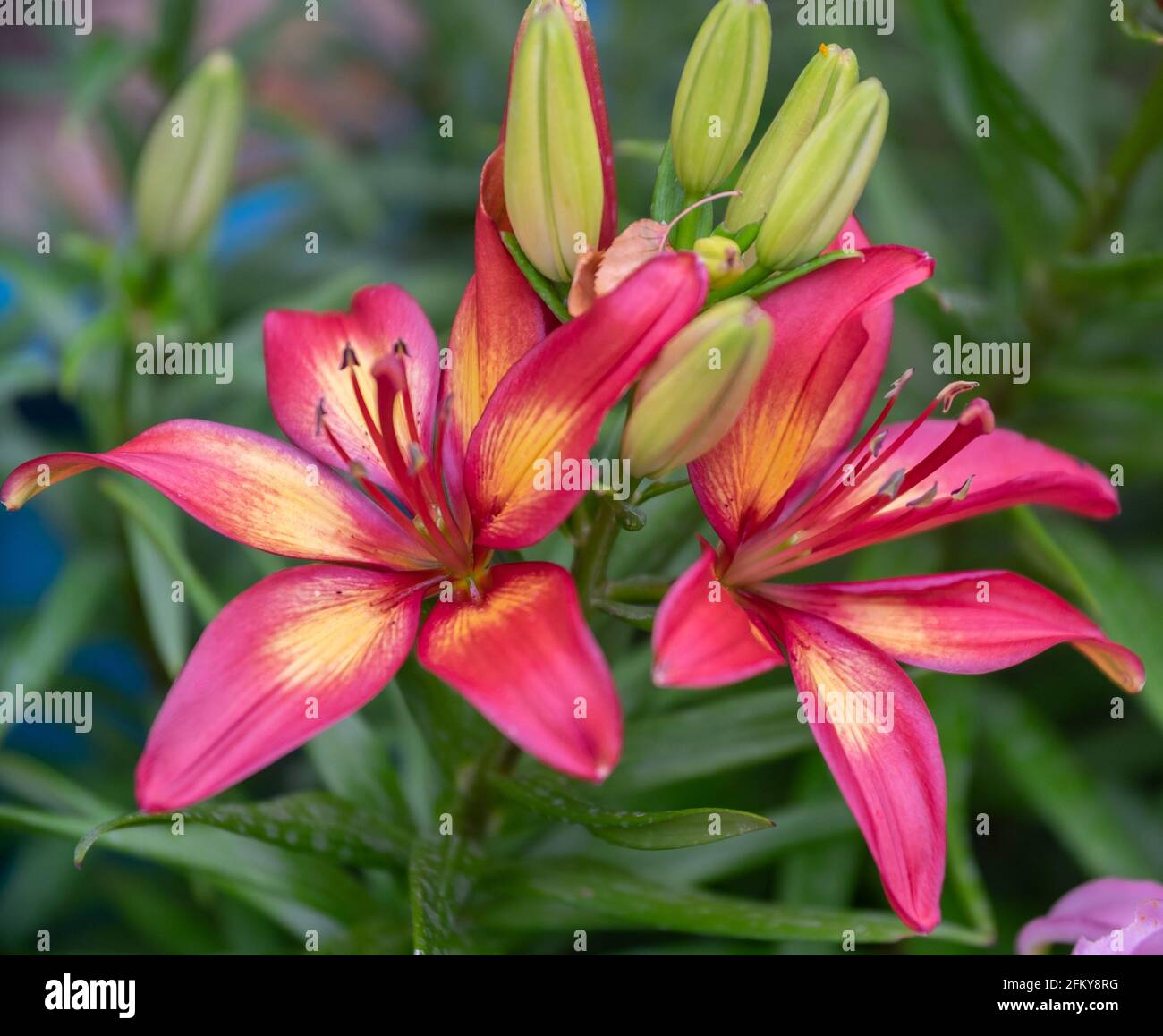 Varie Lily Foto Stock