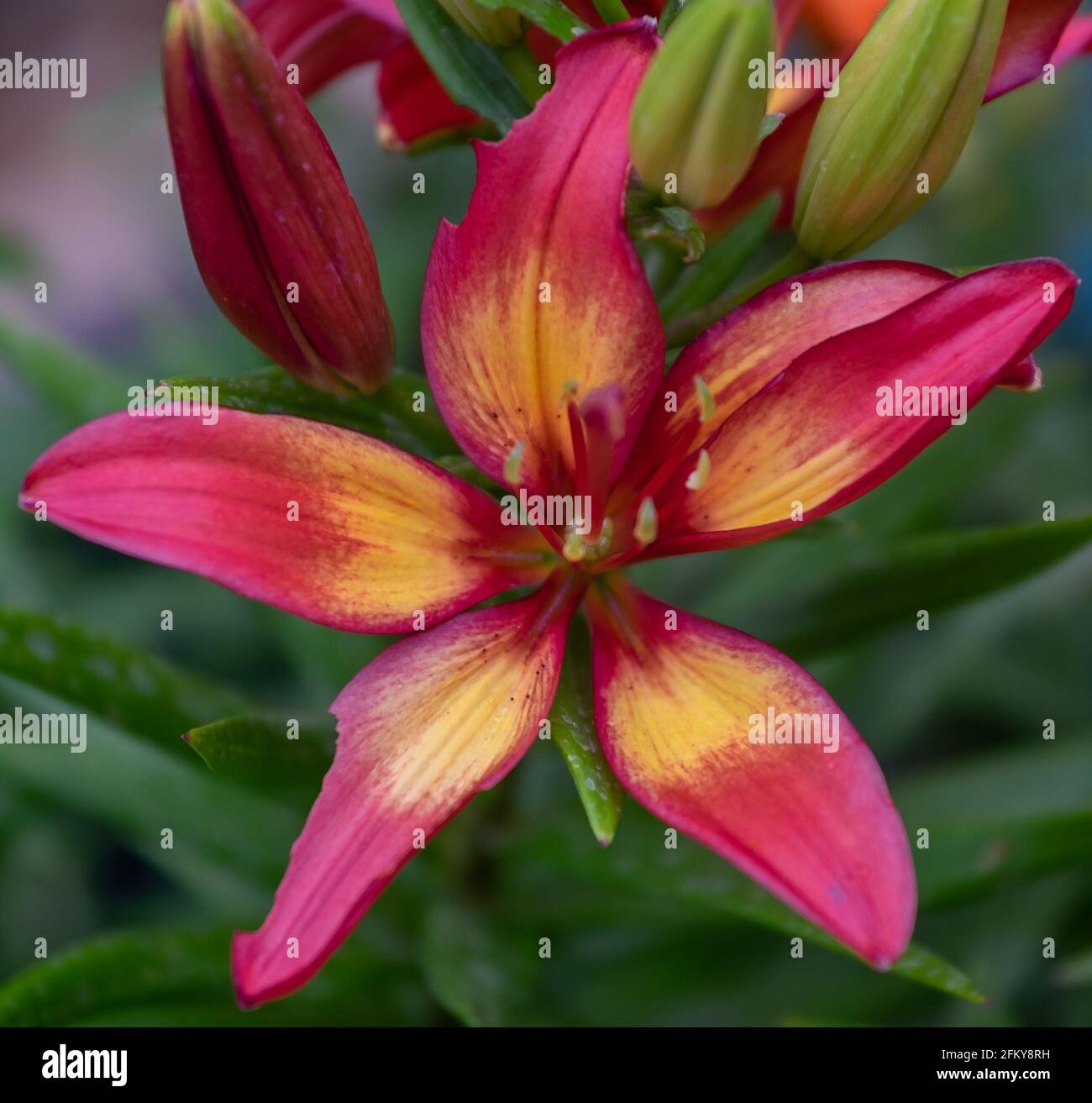 Varie Lily Foto Stock