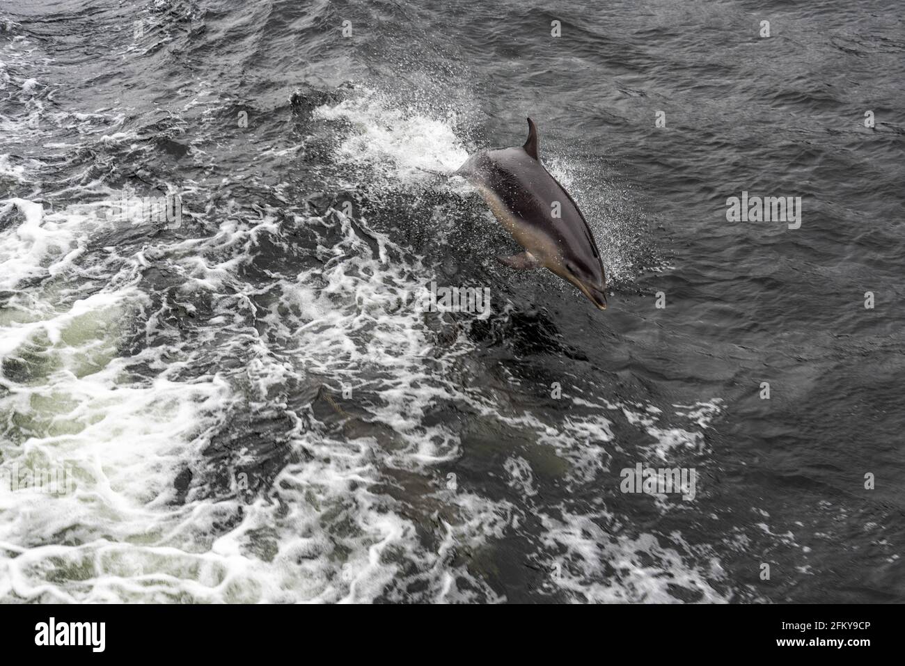 Dolphin nuotare con la barca in Doubtful Sound, Isola del Sud della Nuova Zelanda Foto Stock