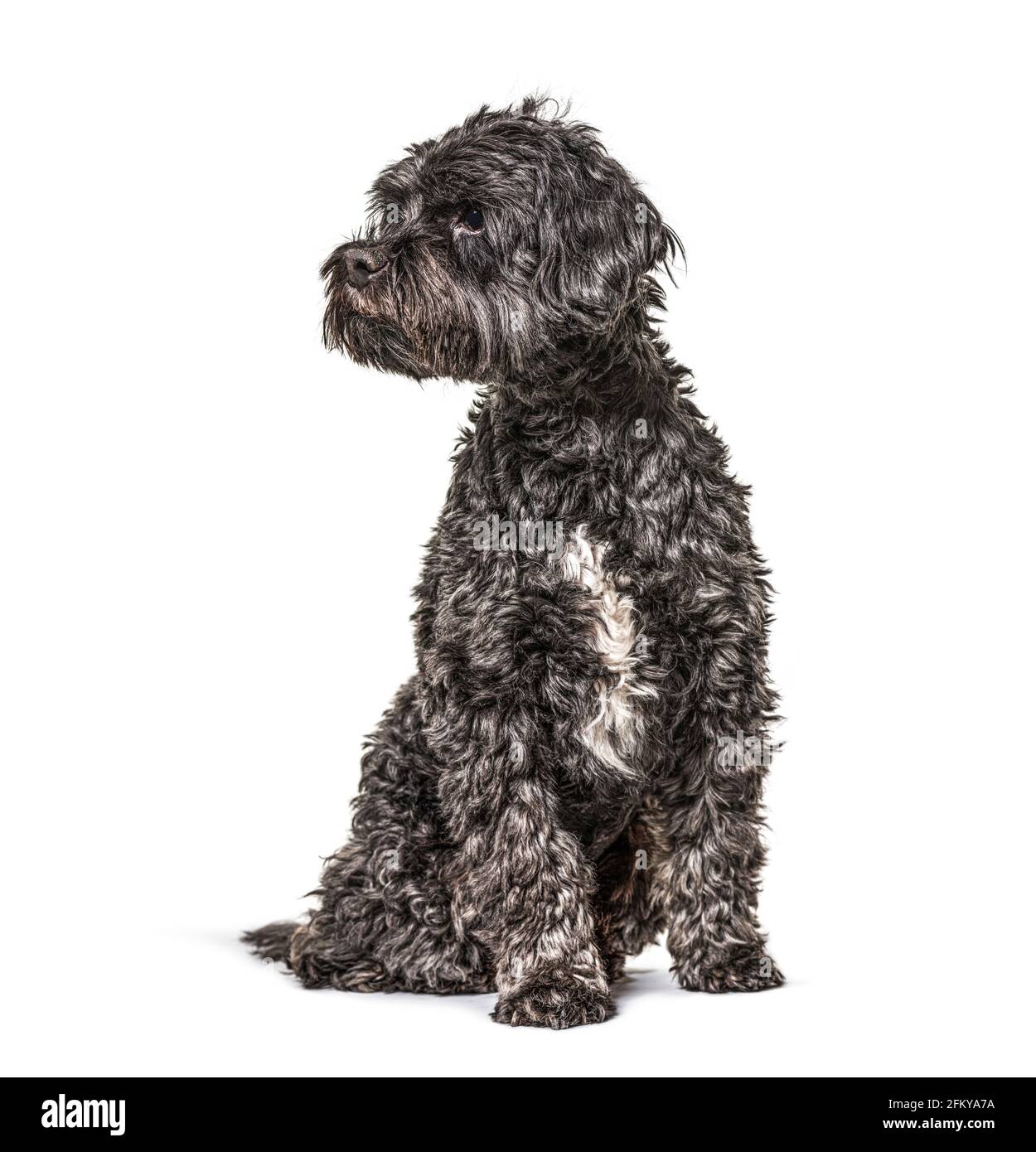 Seduto spaniel tibetano che guarda via, isolato Foto Stock