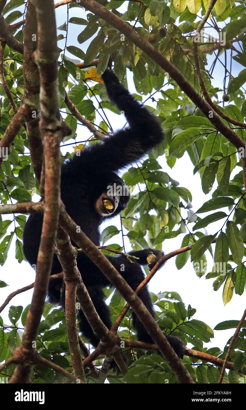 Siamang (Symphalangus syndactylus) adulto in albero che mangia frutta modo Kambas NP, Sumatra, Indonesia Giugno Foto Stock