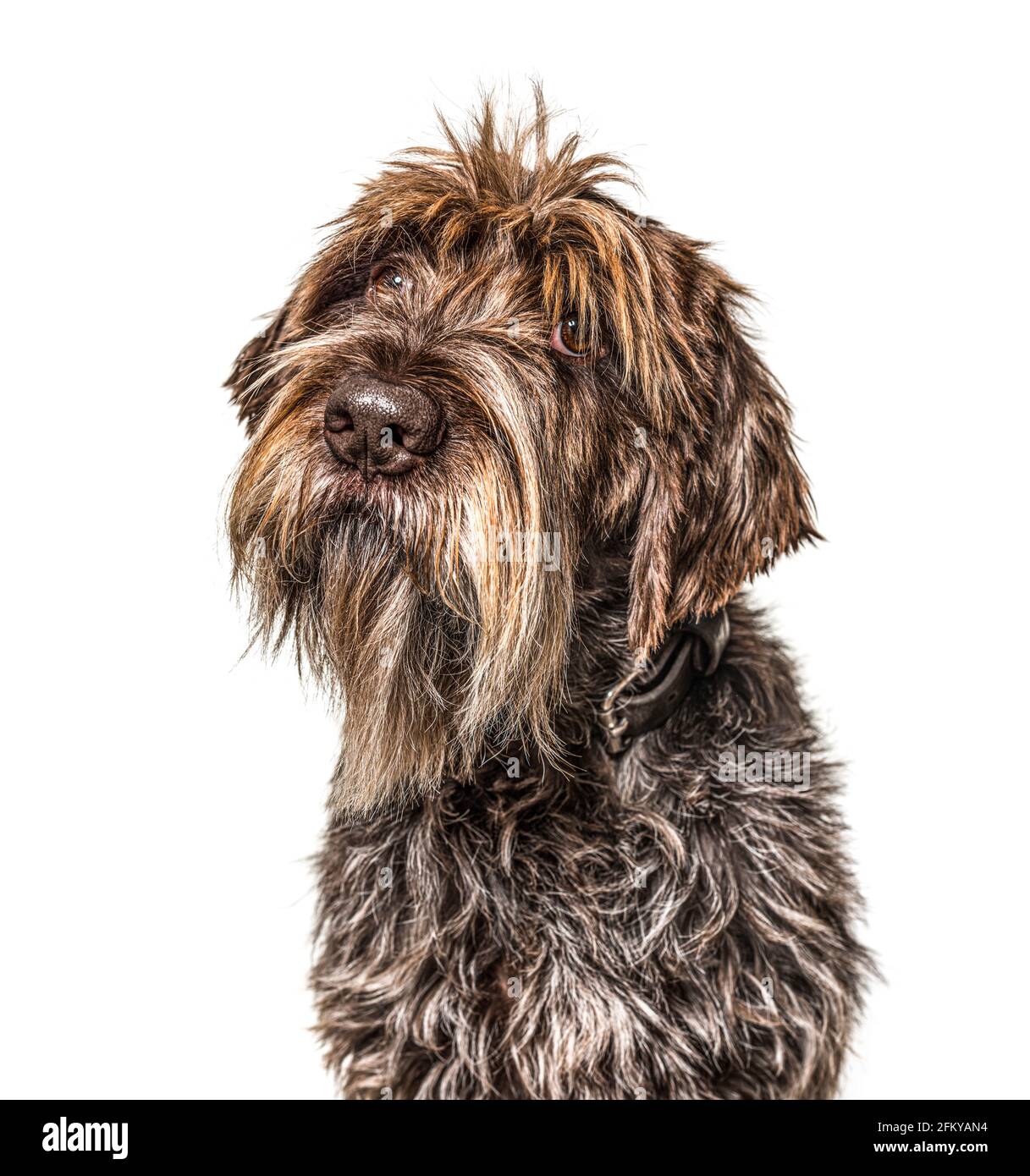 Colpo di testa di un cane shaggy, Korthals Griffon, isolato su bianco Foto Stock Colpo di testa di un cane shaggy, Korthals Griffon, isolato su bianco Foto Stock