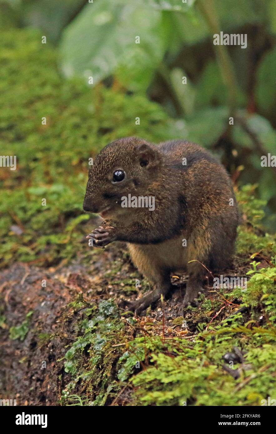 Scoiattolo a tre strisce (Lariscus insignis insignis) adulto su muschio mangiare Kerinci Seblat NP, Sumatra, Indonesia Giugno Foto Stock