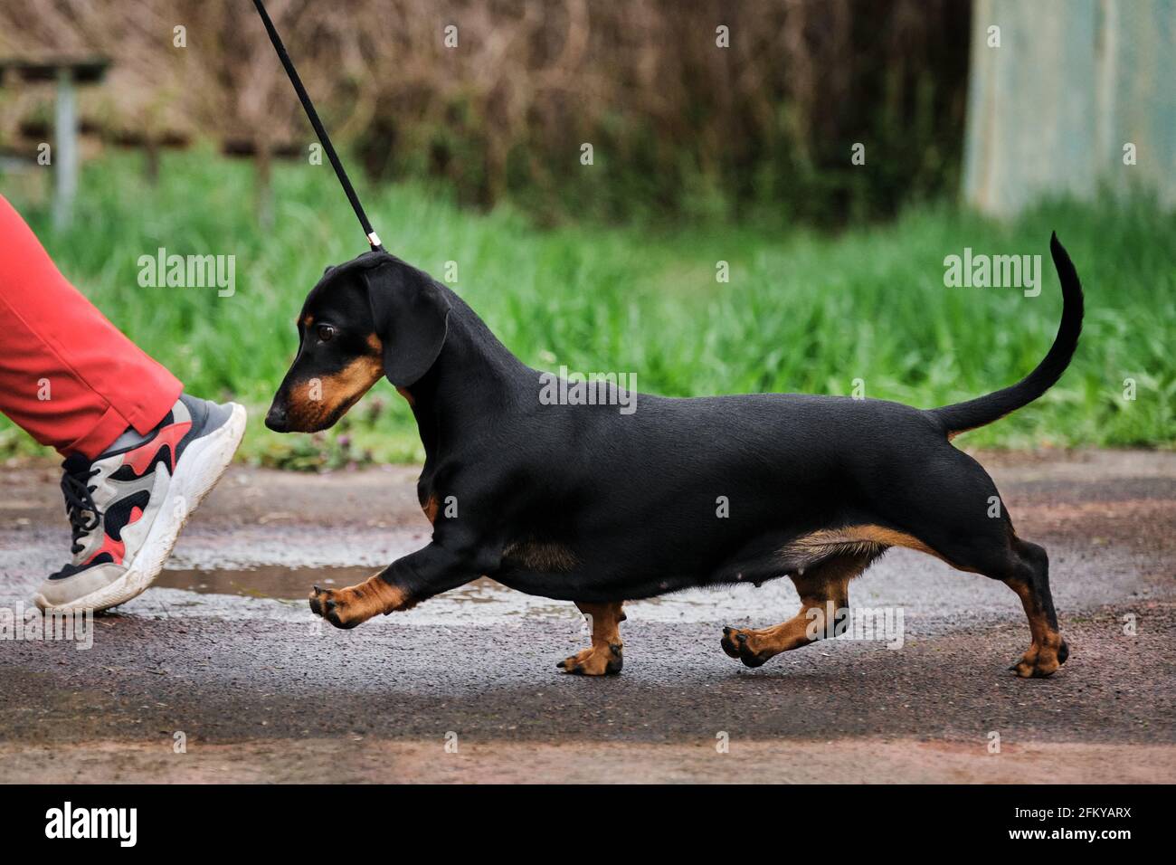 Teenage dachshund corre benissimo rapidamente, muovendo le sue brevi zampe. Allenamento con cane e gestore. Dachshund standard con capelli lisci di colore nero e marrone chiaro Foto Stock