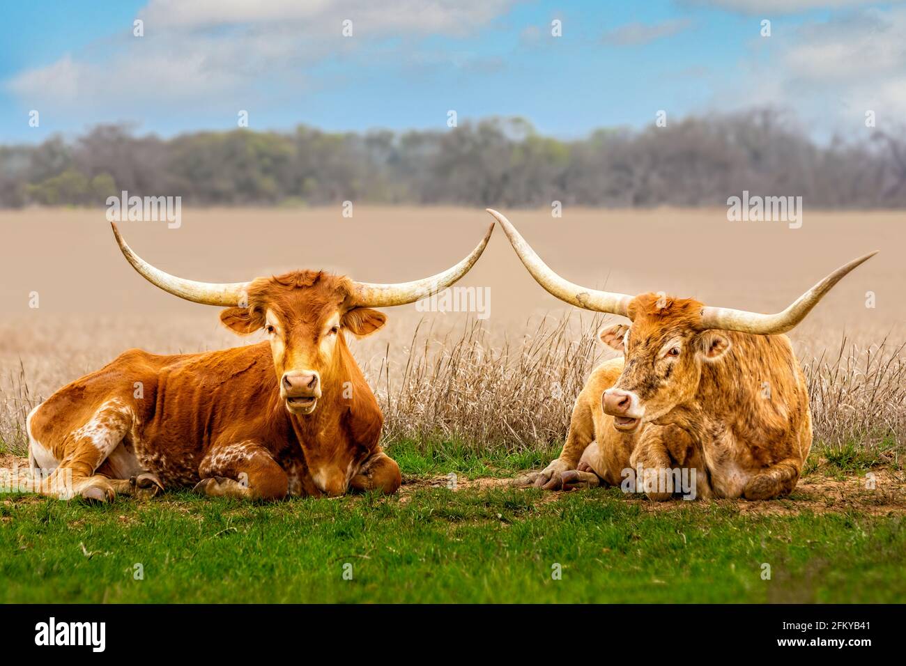 Un paio di bovini texani longhorn si rilassano in erba Foto Stock