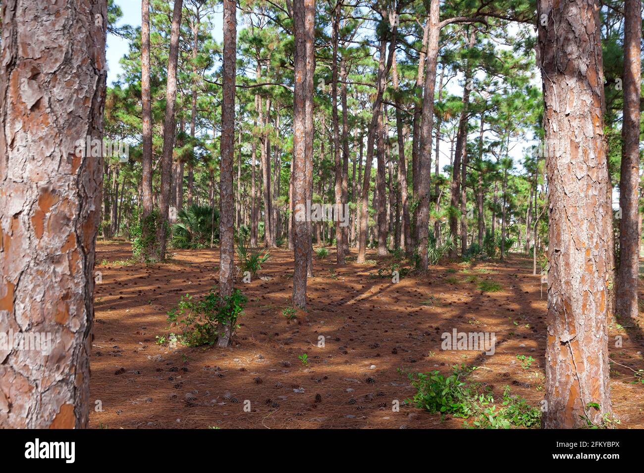 Florida del Sud / Southern Slash Pine Trees (Pinus elliottii) in Caloosa Park, Boynton Beach, Palm Beach County, Florida. Foto Stock