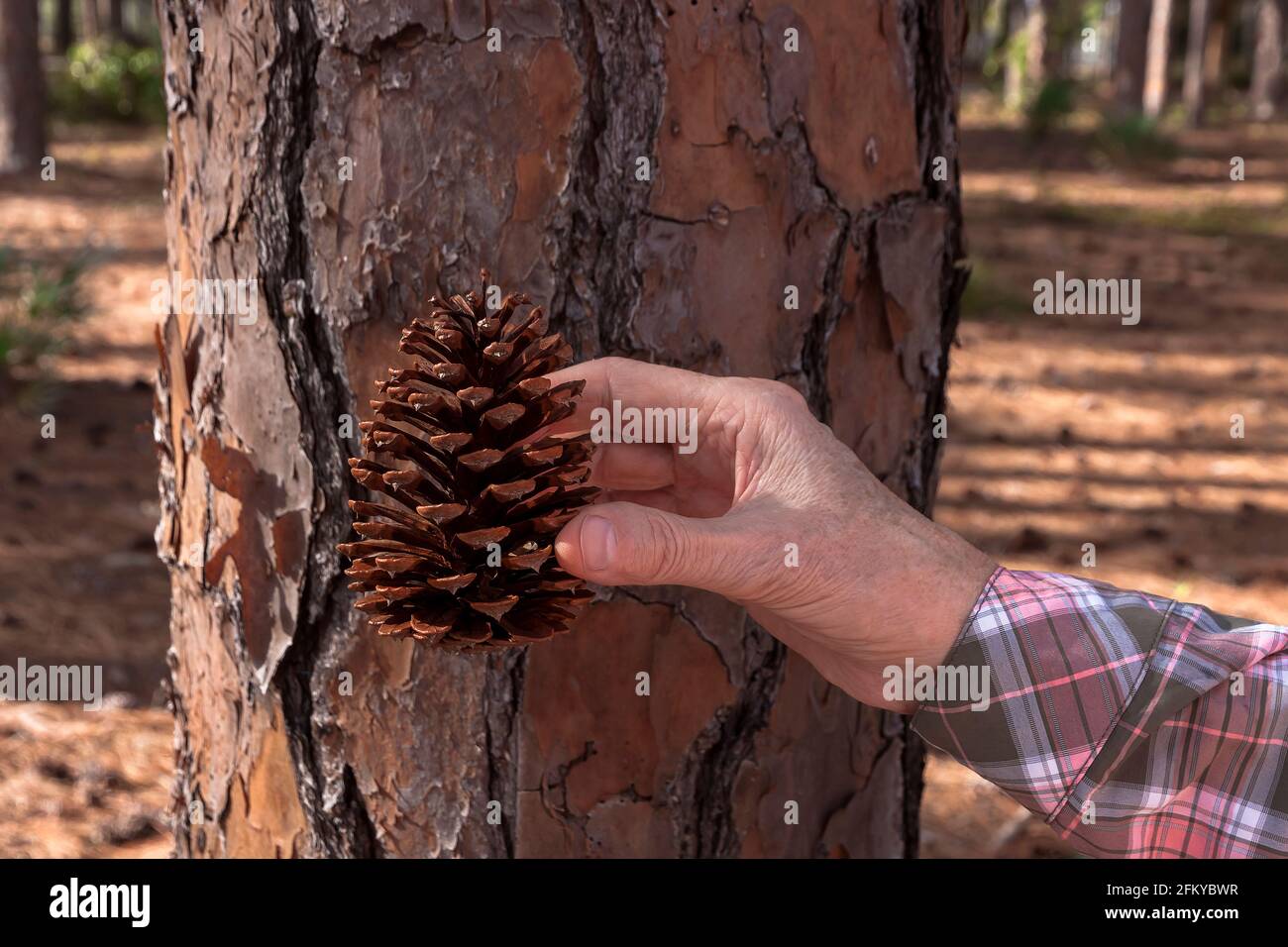 Mano che tiene un cono sud della Florida/Southern Slash Pine di fronte alla corteccia dell'albero. Foto Stock