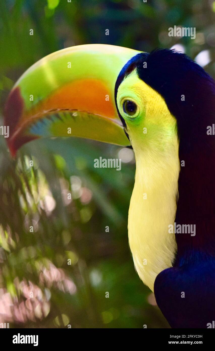 Un bel toucan chiglia-fatturato, l'uccello nazionale del Belize. Foto Stock