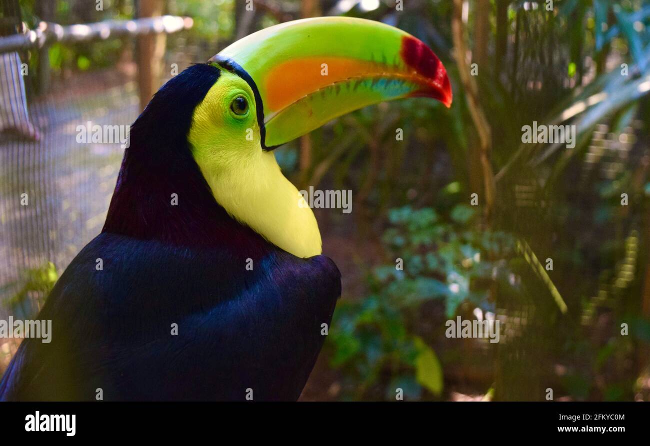 Un bel toucan chiglia-fatturato, l'uccello nazionale del Belize. Foto Stock