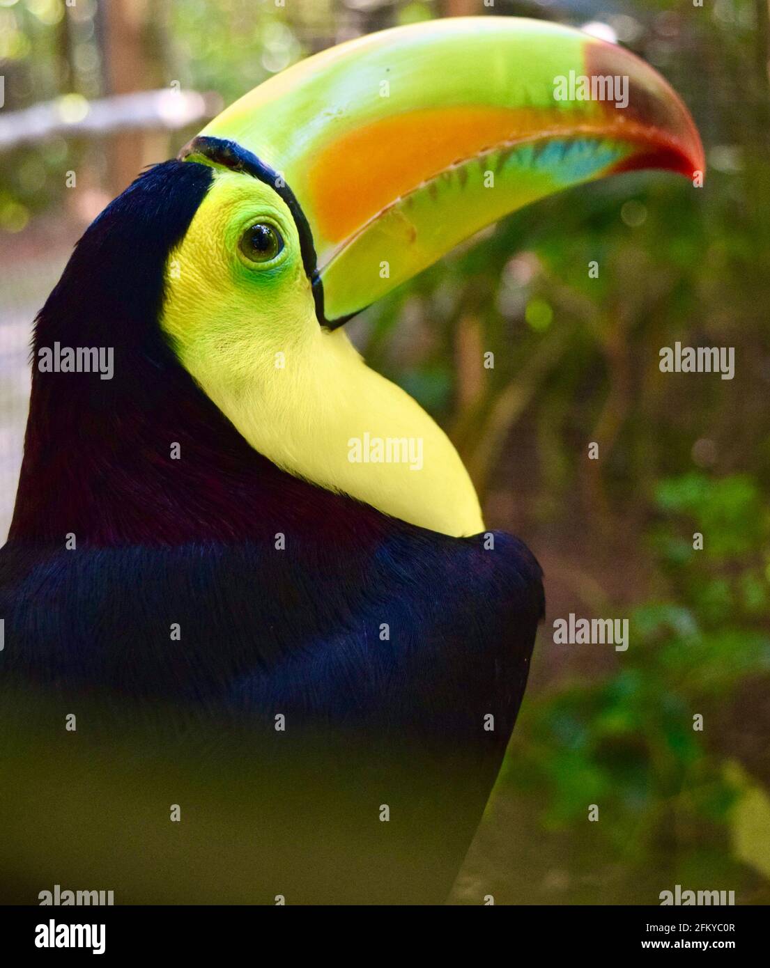Un bel toucan chiglia-fatturato, l'uccello nazionale del Belize. Foto Stock