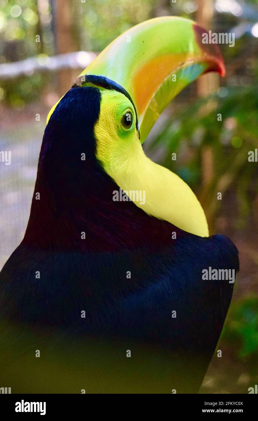 Un bel toucan chiglia-fatturato, l'uccello nazionale del Belize. Foto Stock
