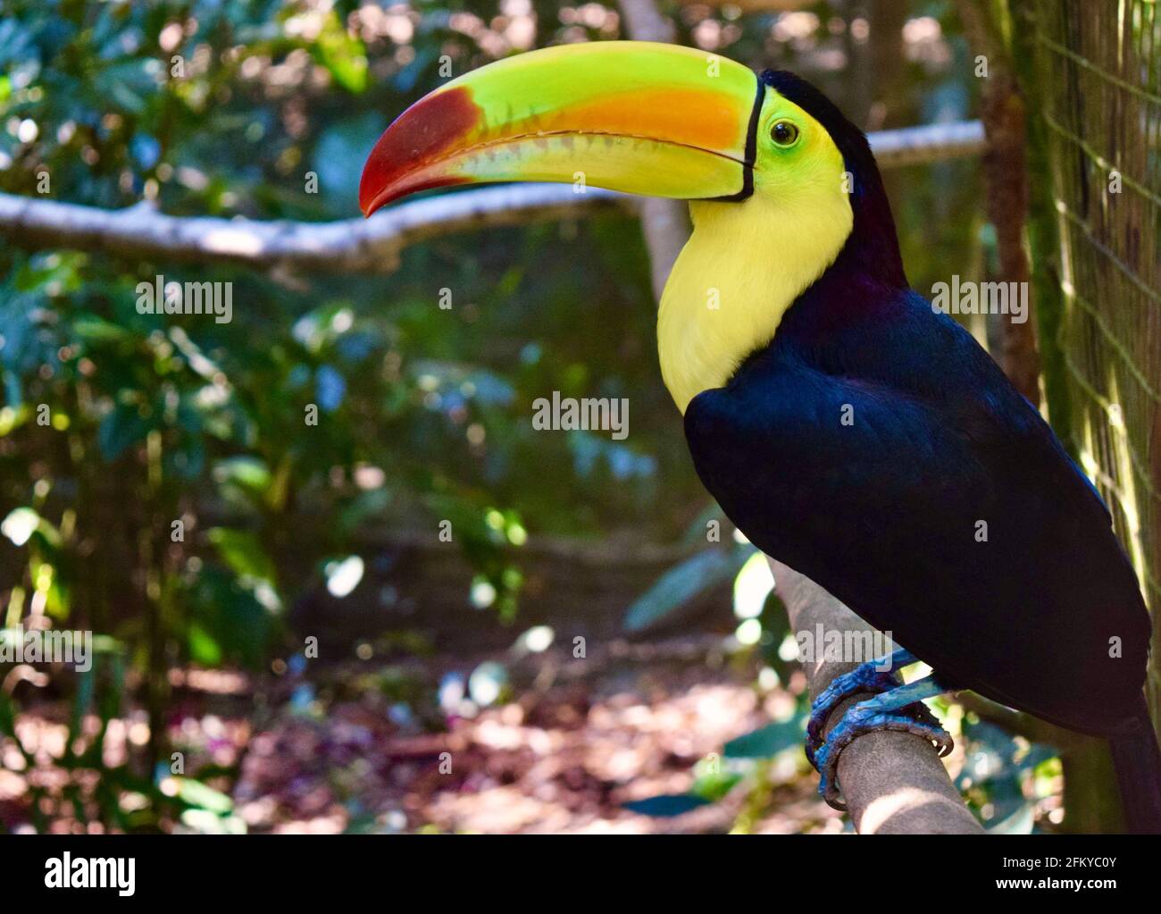 Un bel toucan chiglia-fatturato, l'uccello nazionale del Belize. Foto Stock