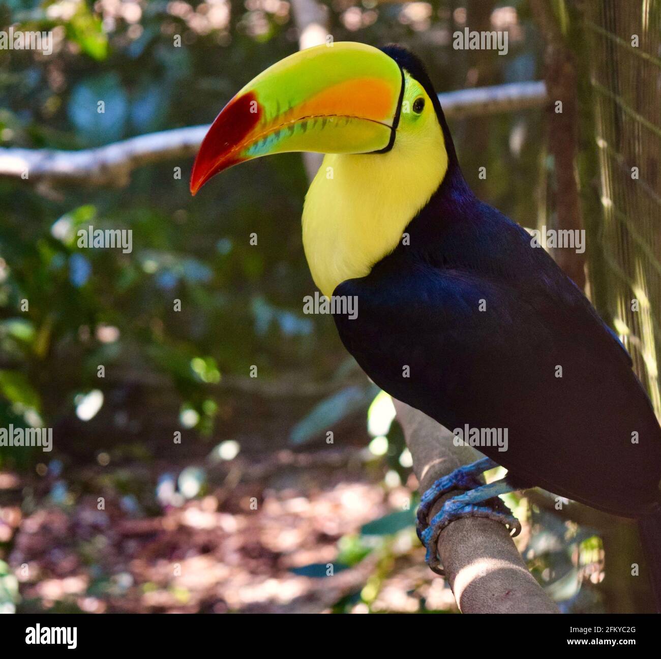 Un bel toucan chiglia-fatturato, l'uccello nazionale del Belize. Foto Stock