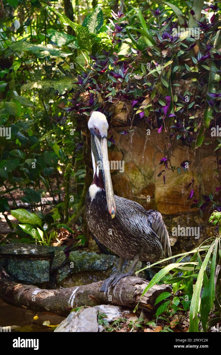 Un bel Pelican allo zoo di Belize. Foto Stock