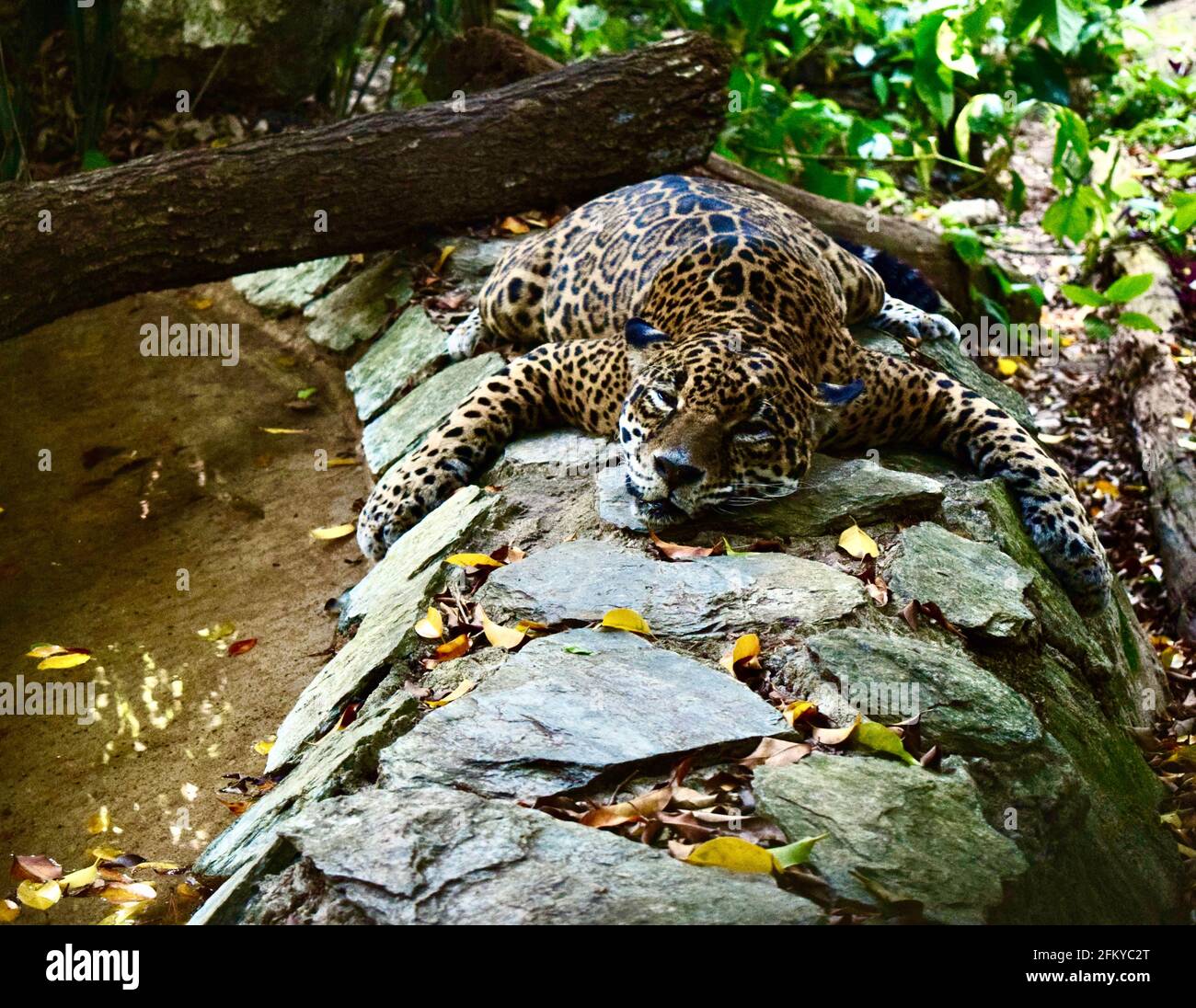 Una Jaguar che si riposa accanto a un piccolo stagno. Foto Stock